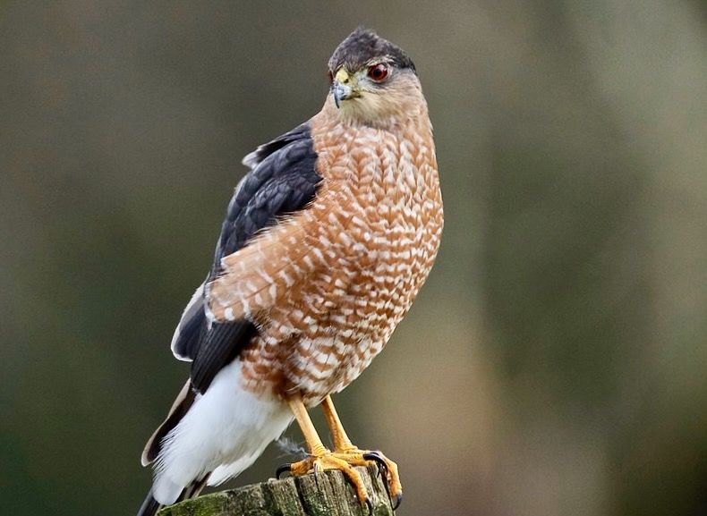 Sharp-Shinned Hawk #3 by jerrygabby1 is licensed under CC BY-NC 2.0.